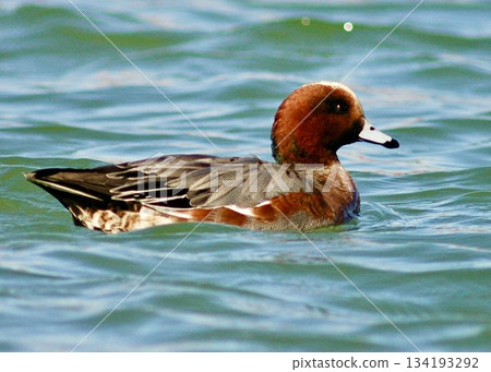 男性 wigeon。 134193292