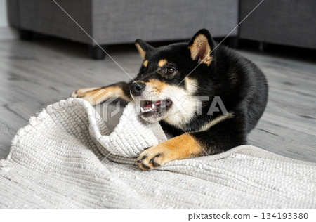 A cute black Shiba Inu puppy chews on a rolled-up rug in a naturally light at home. 134193380