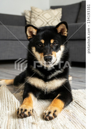 A black and tan Shiba Inu dog lies calmly on a woven rug in a room with a sofa in the background 134193381