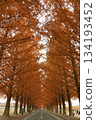 一排滿回憶的樹木 134193452