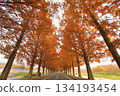 一排滿回憶的樹木 134193454