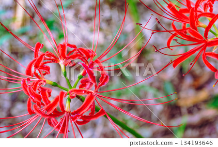 Mount Ontake Natural Forest Park, Manjushage 2-55 Mount Ontake Natural Forest Park, Manjushage 2-55 134193646