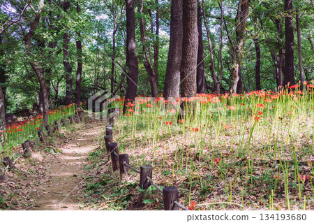 Mount Ontake Natural Forest Park, Manjushage 2-89 134193680