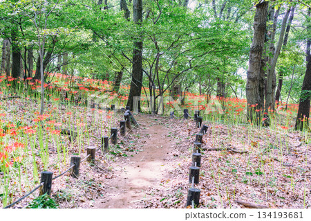 禦嶽山天然林公園,萬壽菊2-90 禦嶽山天然林公園,萬壽菊2-90 134193681