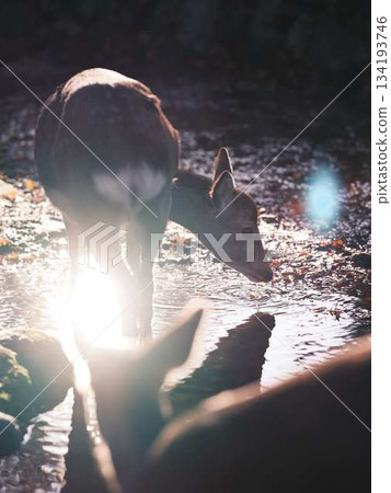 奈良東大寺的鹿群，秋葉 134193746
