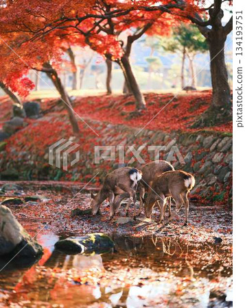 奈良東大寺的鹿群，秋葉 134193751