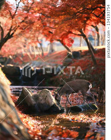 Deer at Todaiji Temple in Nara Autumn leaves Deer at Todaiji Temple in Nara Autumn leaves 134193754