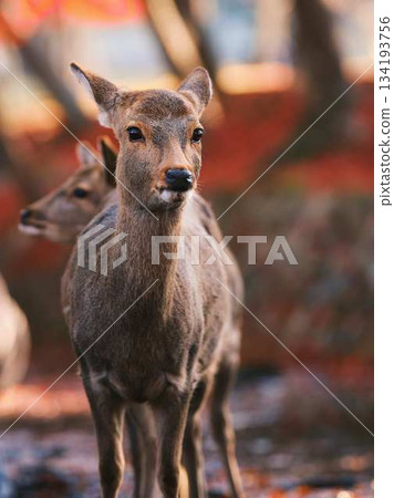 奈良東大寺的鹿群，秋葉 134193756