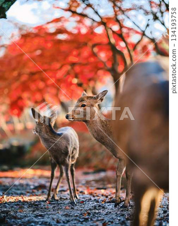 奈良東大寺的鹿群，秋葉 134193758