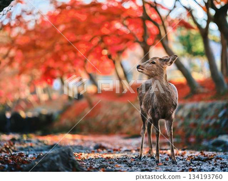 奈良東大寺的鹿群，秋葉 134193760