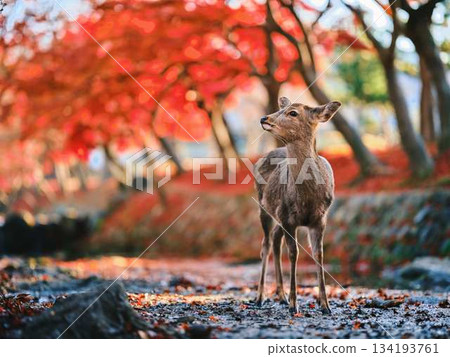 Deer at Todaiji Temple in Nara Autumn leaves 134193761