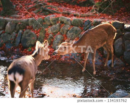 Deer at Todaiji Temple in Nara Autumn leaves Deer at Todaiji Temple in Nara Autumn leaves 134193762
