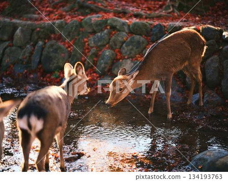 奈良東大寺的鹿群，秋葉 134193763