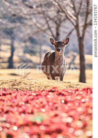 奈良東大寺的鹿群，秋葉 134193767