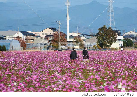 A couple on a date in a cosmos field A couple on a date in a cosmos field 134194086