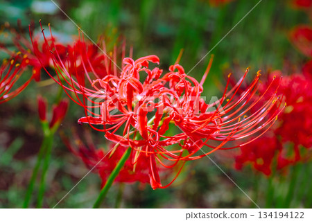 Mount Ontake Natural Forest Park, Red Spider Lily 2-18 134194122