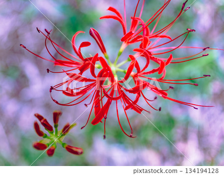 禦嶽山自然森林公園 紅花石蒜 2-24 134194128