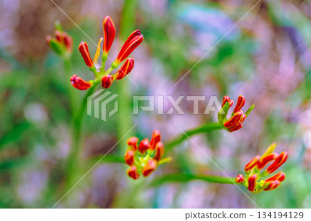禦嶽山自然森林公園 紅花石蒜 2-25 禦嶽山自然森林公園 紅花石蒜 2-25 134194129