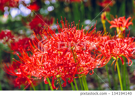 禦嶽山自然森林公園 紅花石蒜 2-88 禦嶽山自然森林公園 紅花石蒜 2-88 134194140