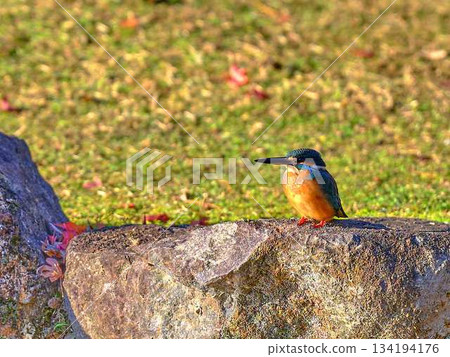 川瀨野鳥 川瀨野鳥 134194176