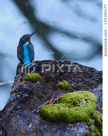 川瀨野鳥 134194177