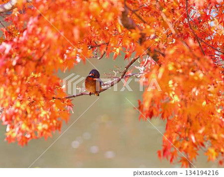 Kingfisher, Autumn leaves, Wild birds 134194216