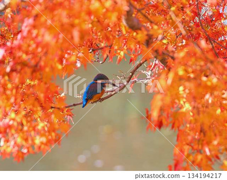 翠鳥、秋葉、野鳥 134194217
