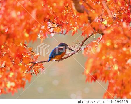 Kingfisher, Autumn leaves, Wild birds Kingfisher, Autumn leaves, Wild birds 134194219