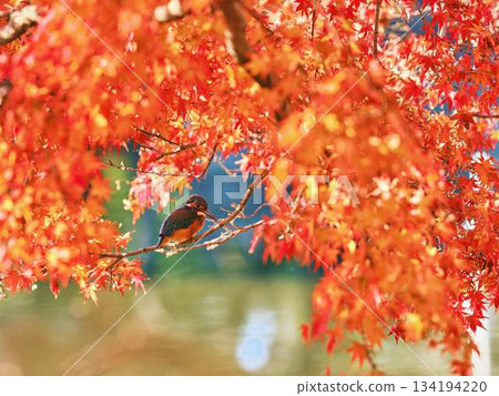 Kingfisher, Autumn leaves, Wild birds 134194220