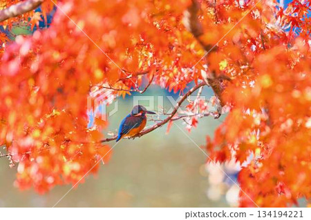 翠鳥、秋葉、野鳥 134194221