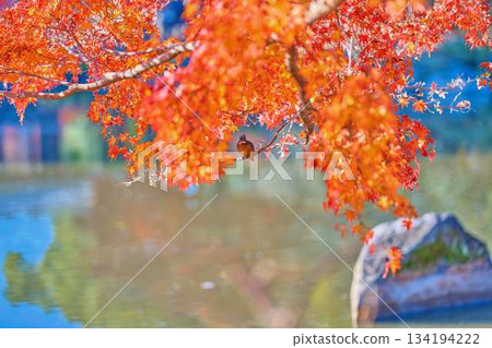 Kingfisher, Autumn leaves, Wild birds Kingfisher, Autumn leaves, Wild birds 134194222