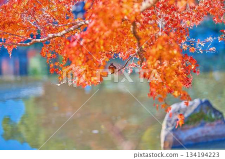 Kingfisher, Autumn leaves, Wild birds 134194223