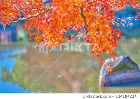 Kingfisher, Autumn leaves, Wild birds Kingfisher, Autumn leaves, Wild birds 134194224