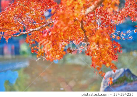 Kingfisher, Autumn leaves, Wild birds Kingfisher, Autumn leaves, Wild birds 134194225
