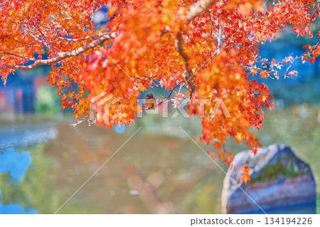 Kingfisher, Autumn leaves, Wild birds Kingfisher, Autumn leaves, Wild birds 134194226