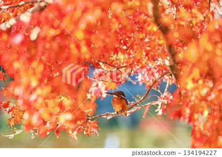 Kingfisher, Autumn leaves, Wild birds Kingfisher, Autumn leaves, Wild birds 134194227