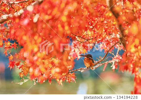 Kingfisher, Autumn leaves, Wild birds 134194228