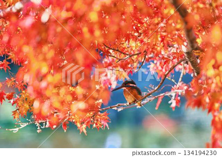Kingfisher, Autumn leaves, Wild birds Kingfisher, Autumn leaves, Wild birds 134194230