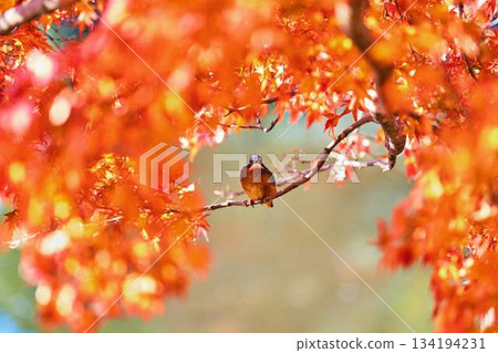 Kingfisher, Autumn leaves, Wild birds Kingfisher, Autumn leaves, Wild birds 134194231