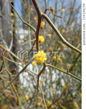 Mimosa flower acacia 134194239