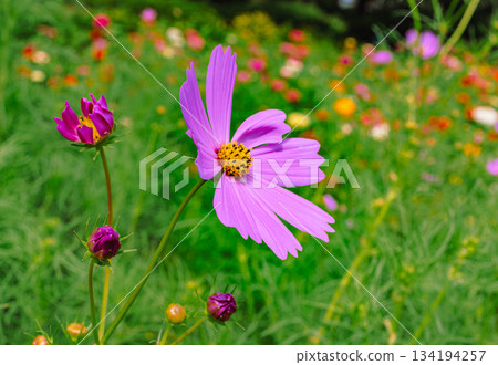 Mount Ontake Natural Forest Park: Cosmos flowers - 7 Mount Ontake Natural Forest Park: Cosmos flowers - 7 134194257