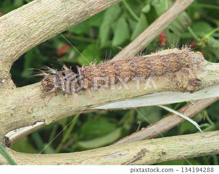 Cryptic Caterpillar with Hairy Head Resting on Wood 134194288