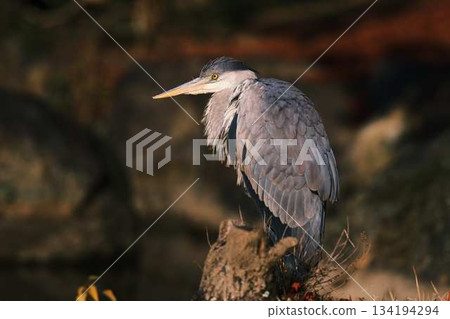 Blue heron hunting prey, grey heron, autumn leaves Blue heron hunting prey, grey heron, autumn leaves 134194294