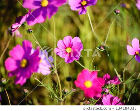  宇宙領域 134194335