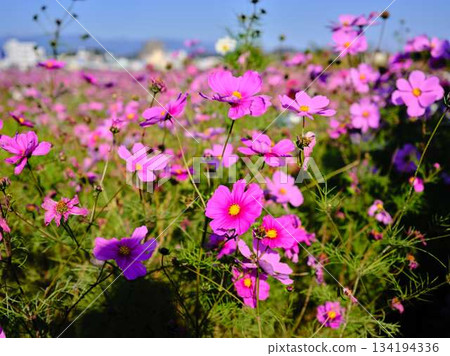  宇宙領域 134194336