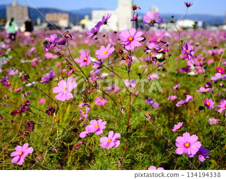 Cosmos field 134194338