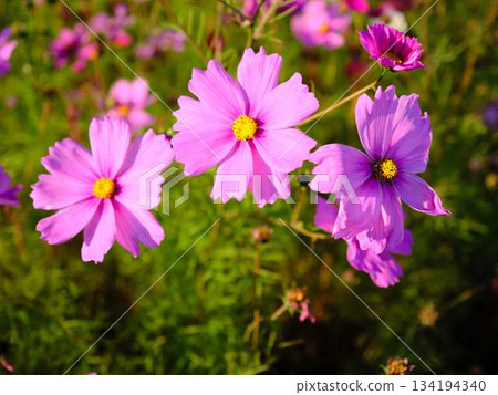  宇宙領域 134194340