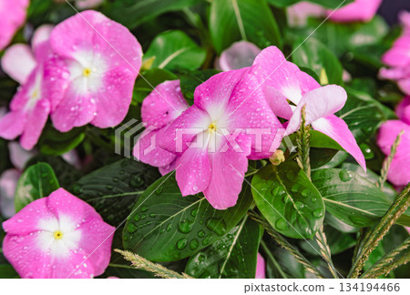 赤堀小菊村 馬達加斯加 長春花 10 赤堀小菊村 馬達加斯加 長春花 10 134194466