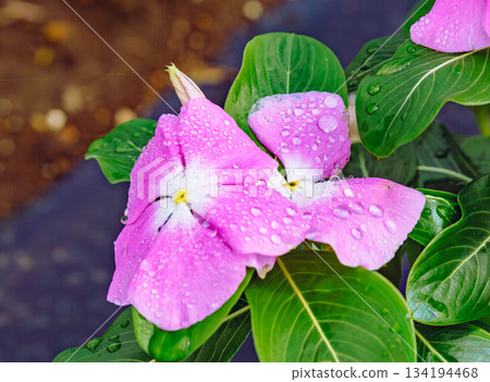 赤堀小菊村 馬達加斯加 長春花 12 赤堀小菊村 馬達加斯加 長春花 12 134194468
