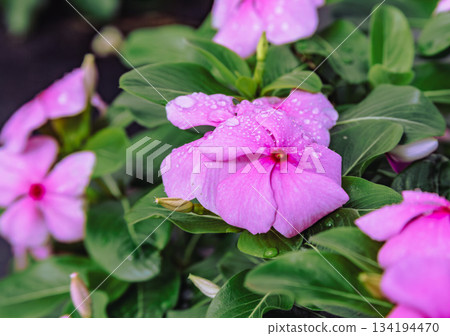 赤堀小菊村 馬達加斯加 長春花 14 赤堀小菊村 馬達加斯加 長春花 14 134194470
